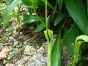 Pinellia ternata